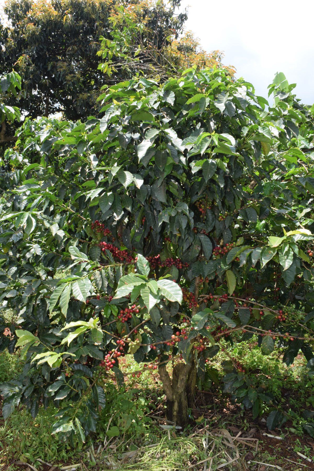 Ripe red coffee cherries on the branch