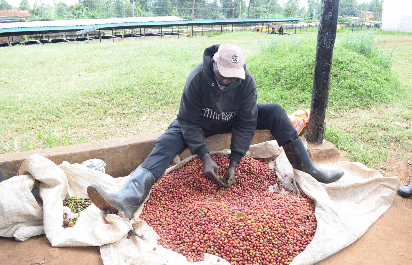 Hands holding freshly picked coffee cherries