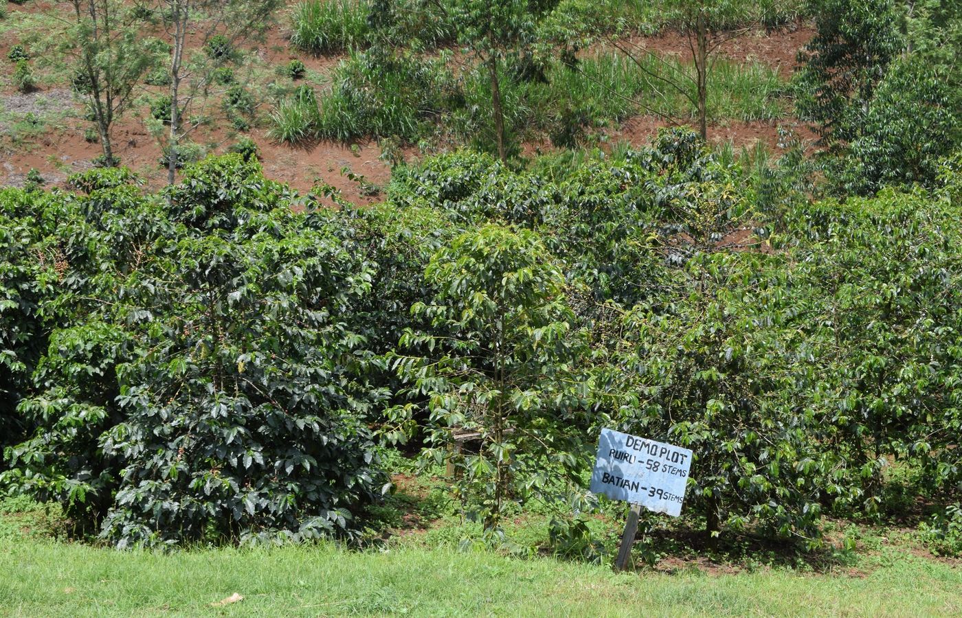Established coffee gardens