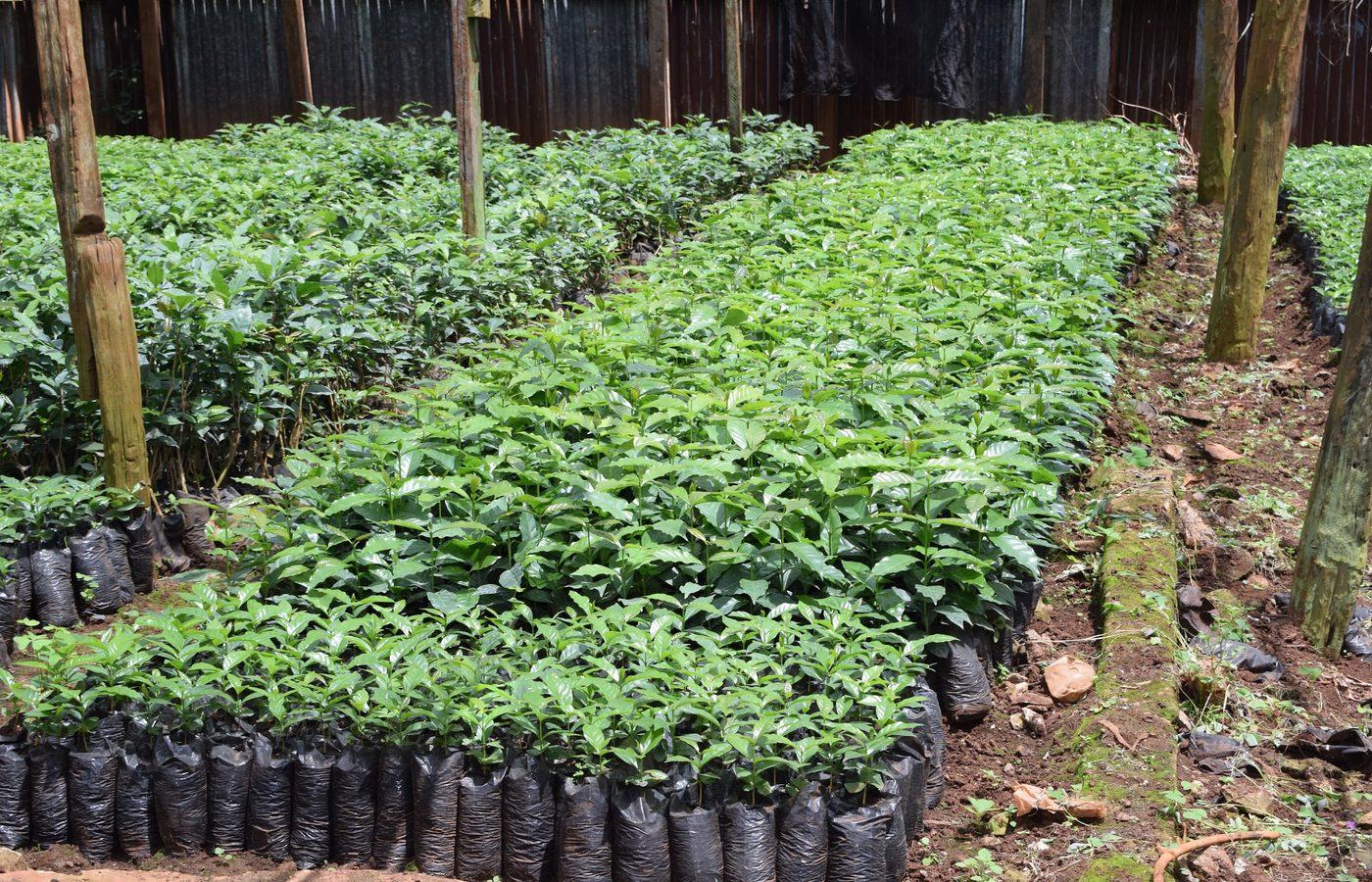 Farmer standing among green coffee plants