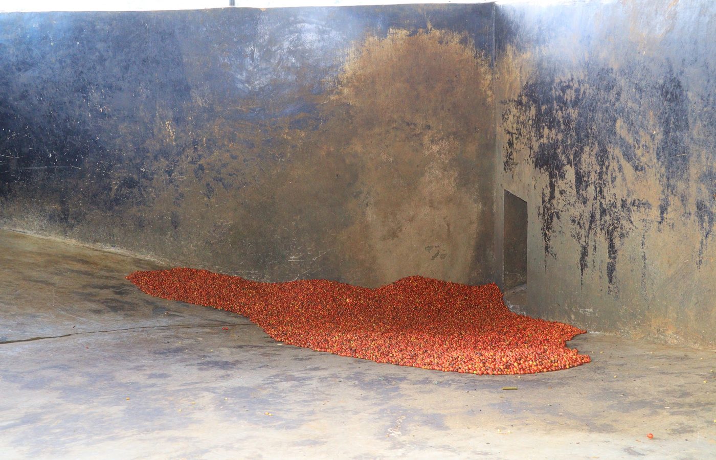 Cherry resting in a fermentation tank