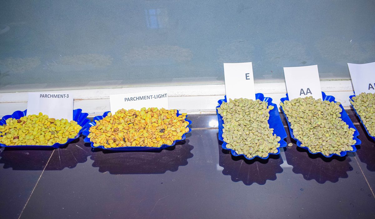 Grading trays labelled AA and E beside parchment samples