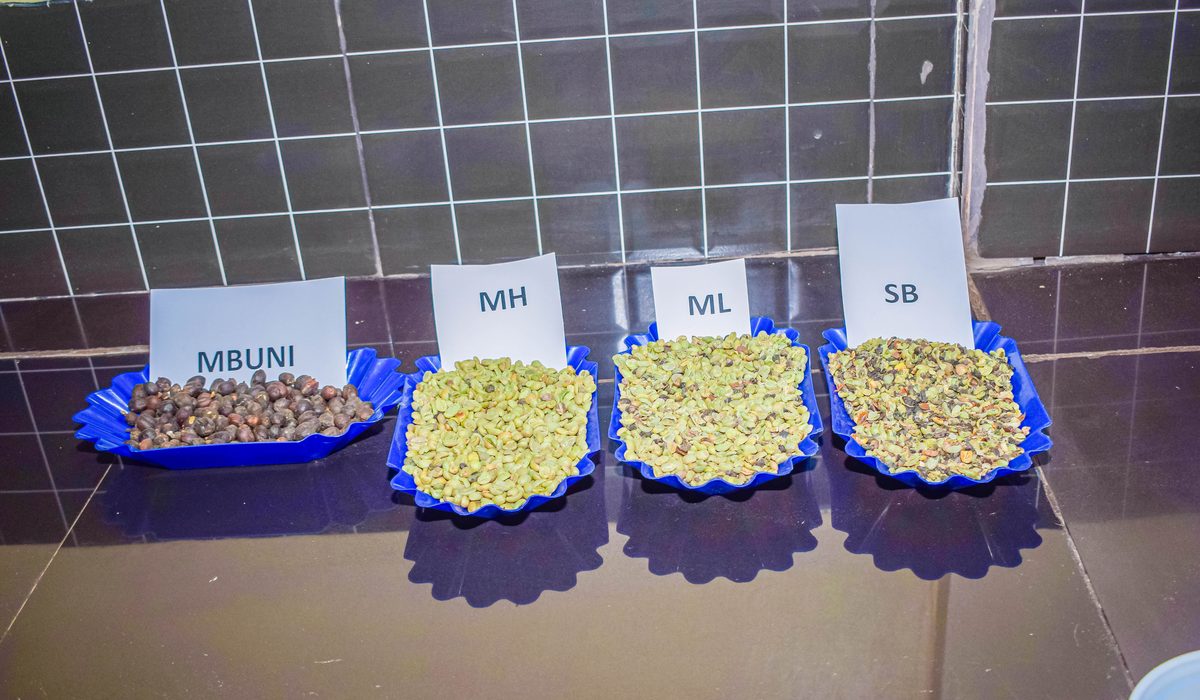 Grading trays labelled MBUNI, MH, ML and SB