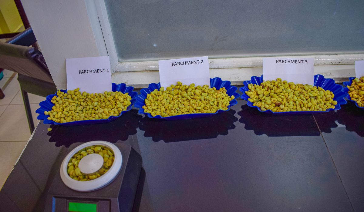 Trays of coffee parchment in three density classes