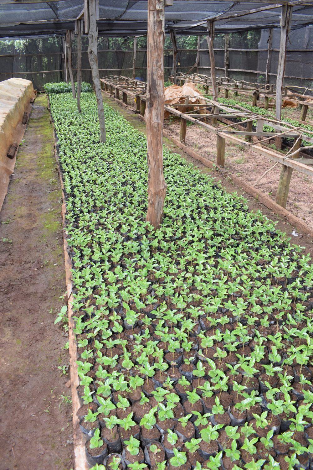 Rows of potted coffee seedlings