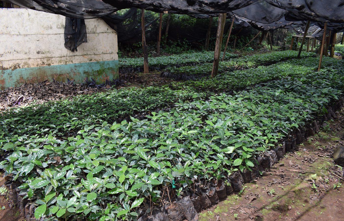 Coffee seedlings raised under shade netting