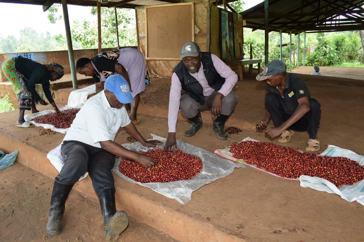 Members sorting freshly picked red coffee cherry