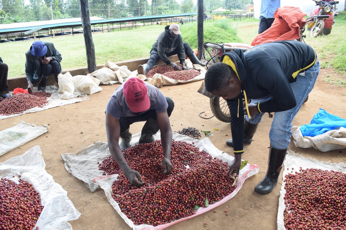 Cherry being received and sorted at a factory