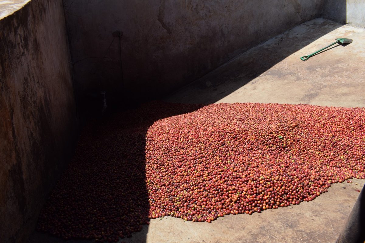 Coffee fermenting in a factory tank