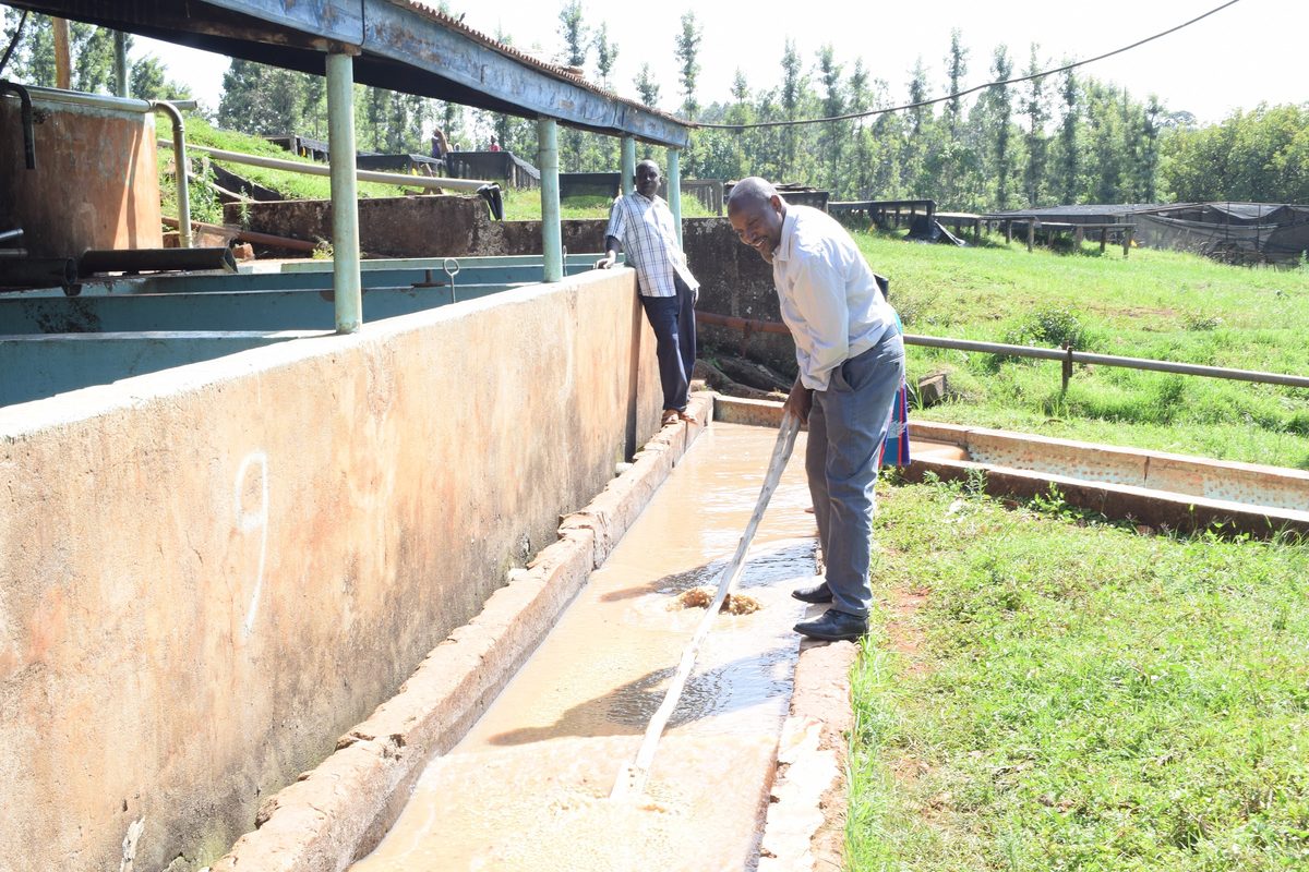 Workers grading parchment in washing channels