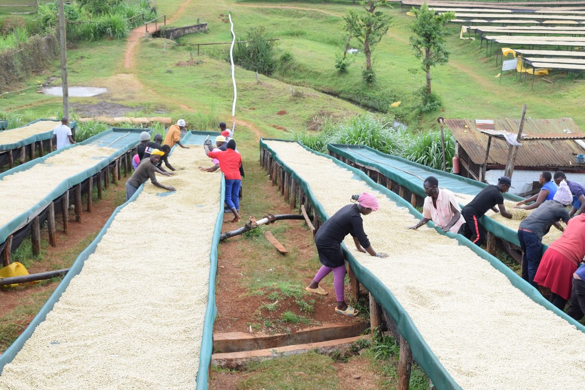 Teams turning parchment on raised drying beds