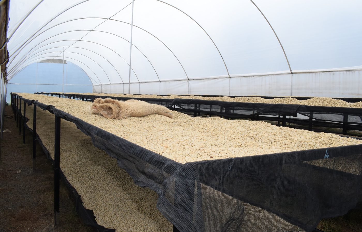 Parchment drying inside a solar tunnel