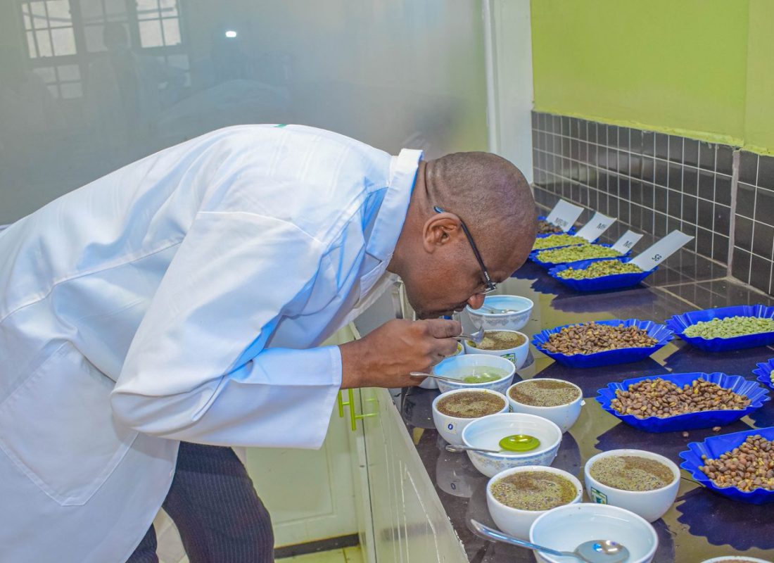 Inside the Cup: What Gives Kirinyaga AA its Signature Blackcurrant and Phosphoric Brightness?