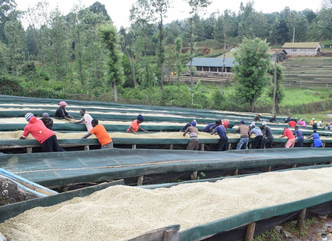 2025/2026 Main Crop Season Outlook: Exceptional Quality Across Kirinyaga’s High-Elevation Cooperatives