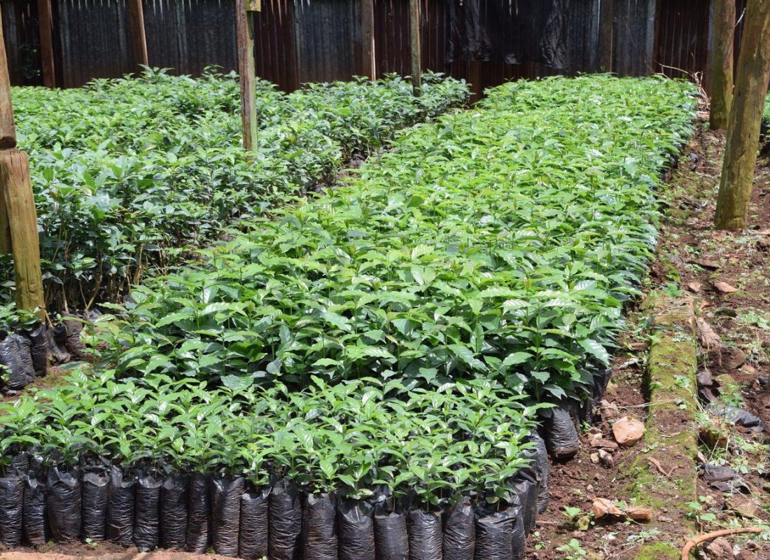 Sustainability on the Slopes: How Shade-Grown Agroforestry Protects Mount Kenya’s Watershed