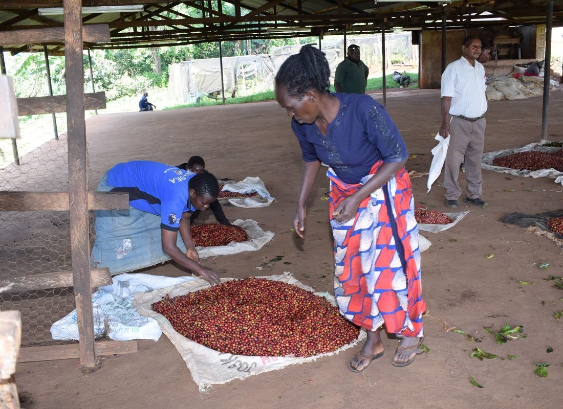 Baragwi FCS — Cherry reception