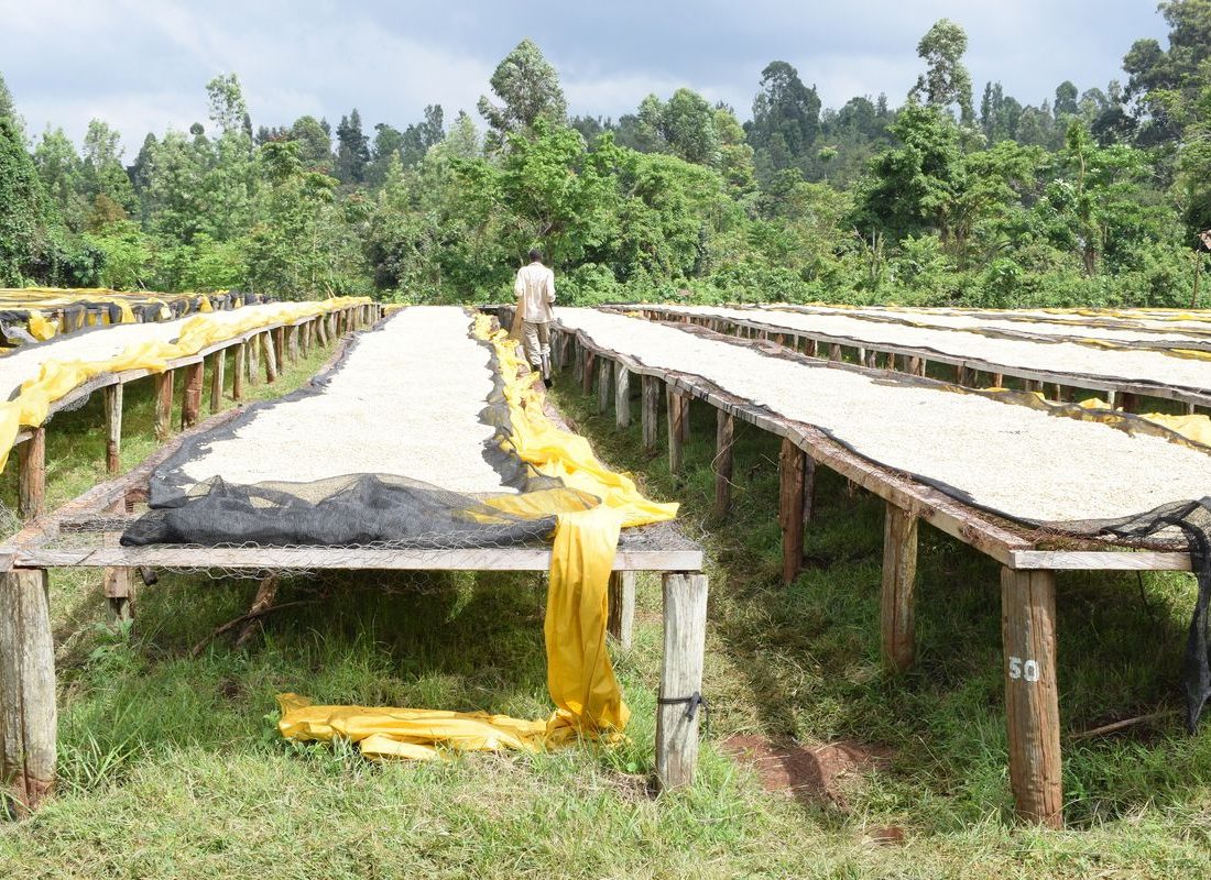 Kabare FCS — Raised drying beds
