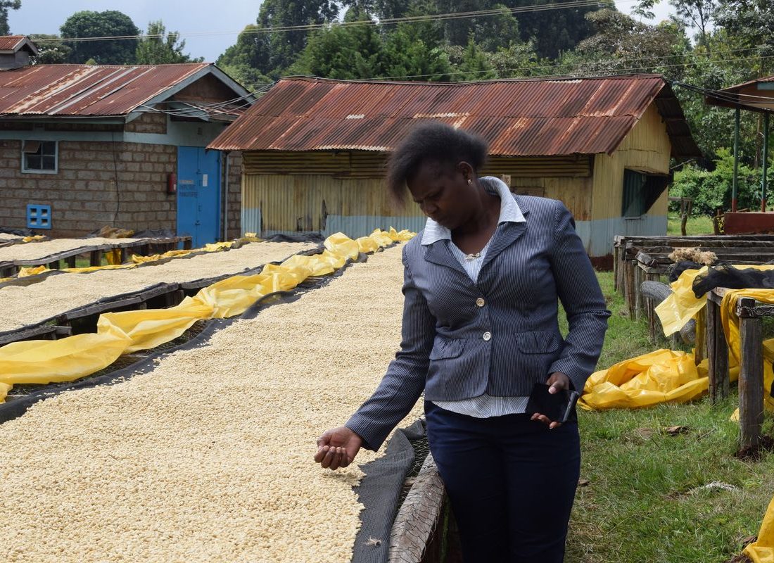 Kabare FCS — Spreading parchment
