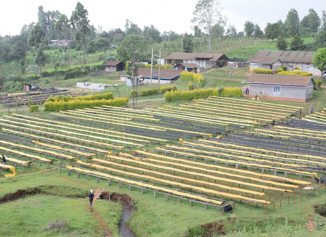 Karithathi FCS — Drying beds on the terraces