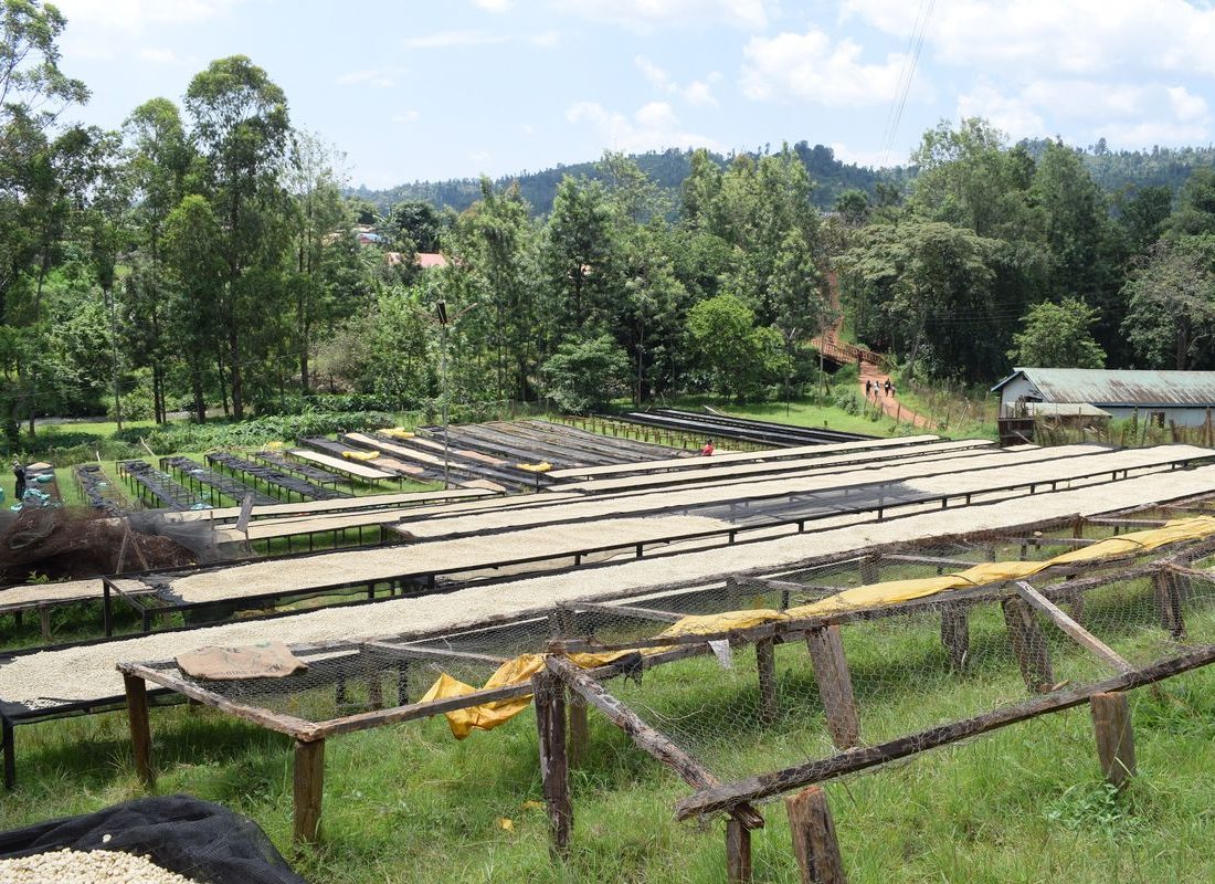 Kibirigwi FCS — Drying above the gardens
