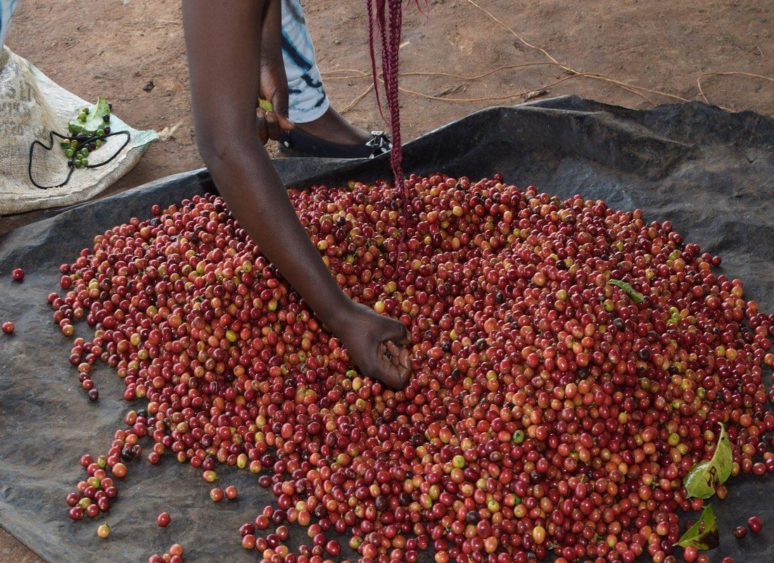 Mirichi FCS — The drying beds