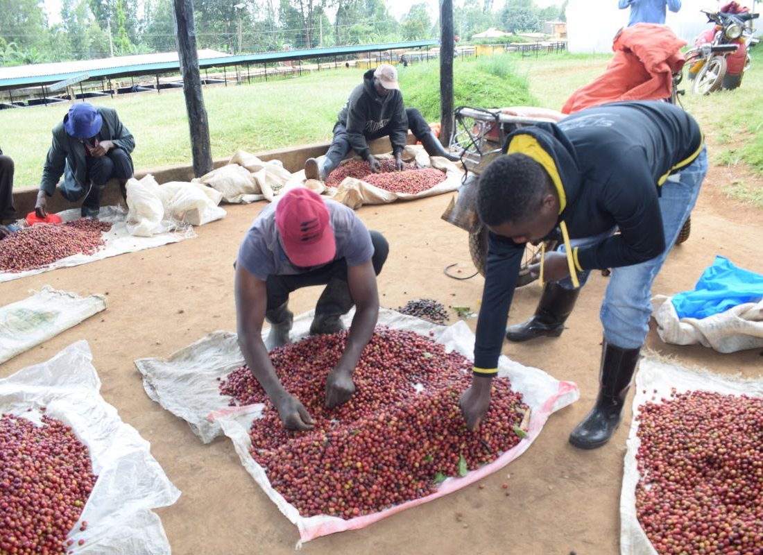 Mutira FCS — Hand sorting