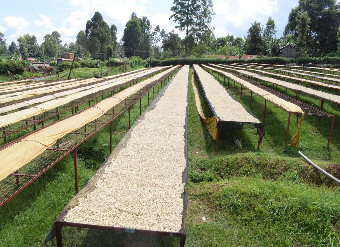Mutira FCS — Fermentation and washing