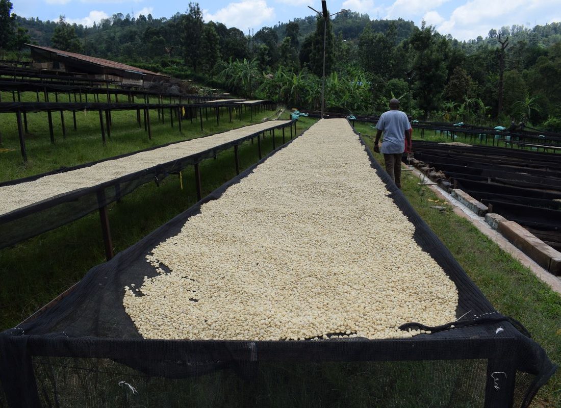 Mwirua FCS — Parchment drying
