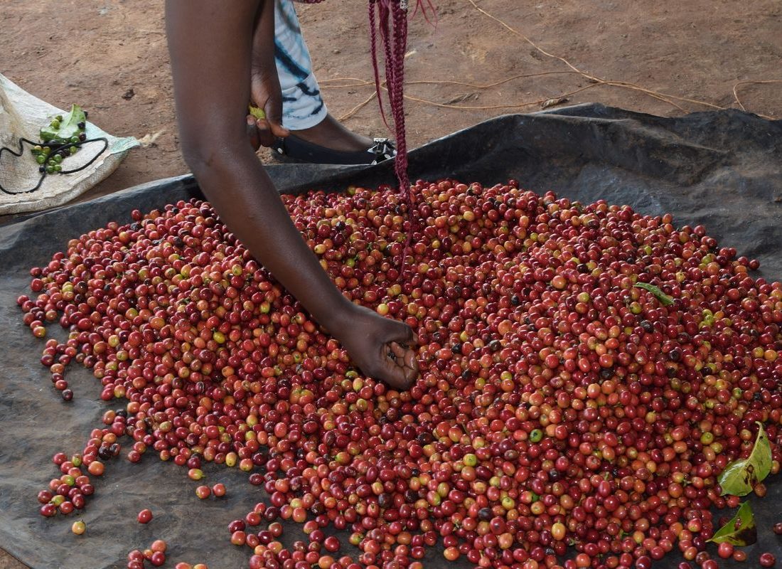 New Ngariama FCS — Cherry at delivery
