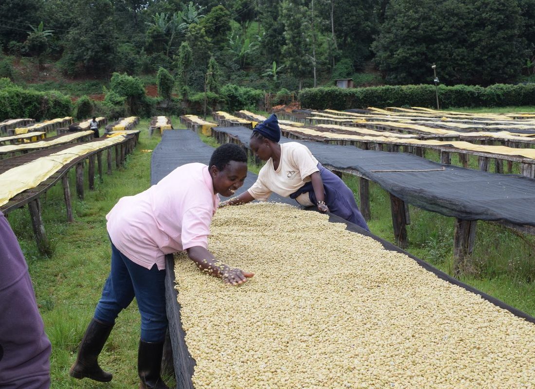 Ngiriambu FCS — Turning parchment