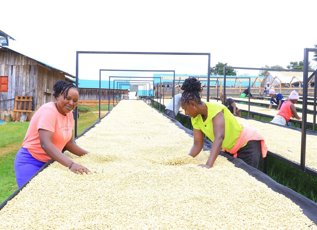 Rungeto FCS — Kiangoi Coffee Factory