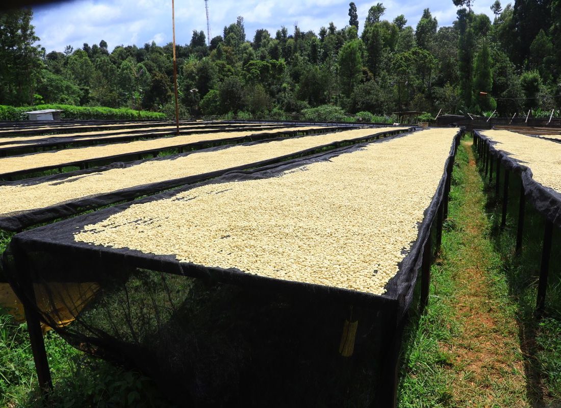 Rungeto FCS — Beds in full production