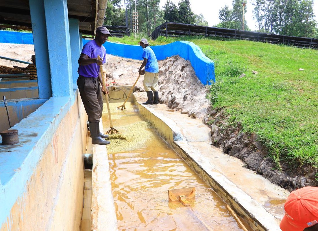Rungeto FCS — Working the drying field
