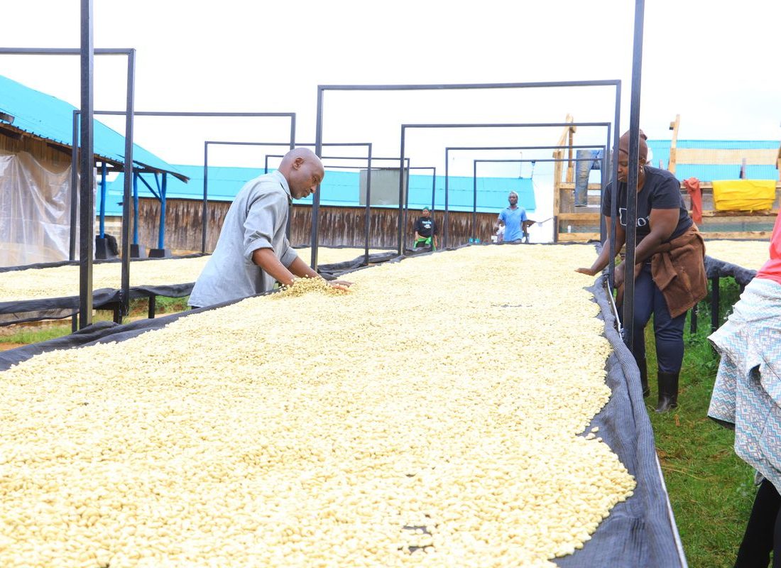 Rwama FCS — The drying field