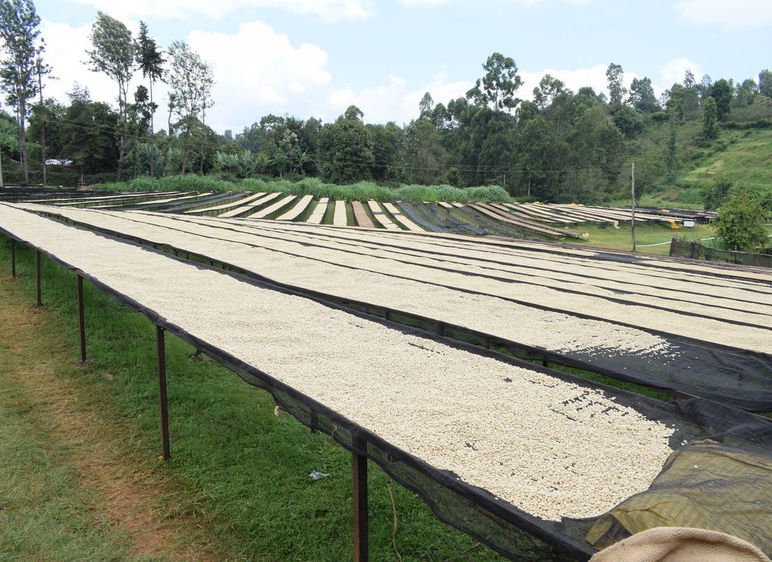 Thirikwa FCS — Teams on the beds