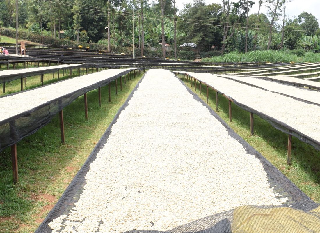 Thirikwa FCS — Hand sorting parchment